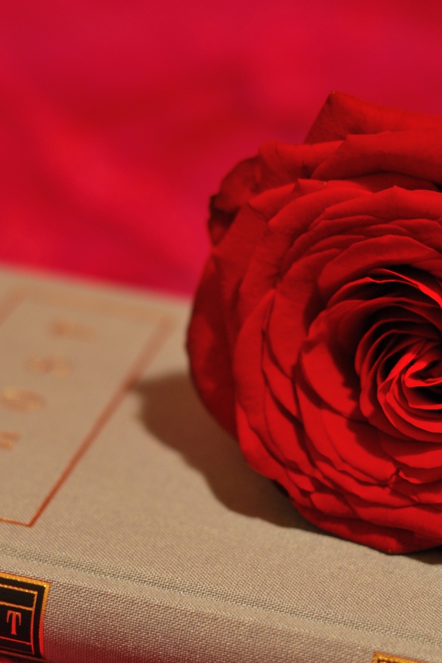 Большая красивая красная роза лежит на книге