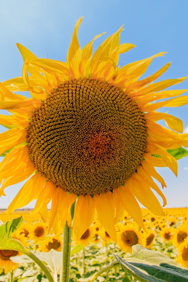 Цветущий подсолнух под голубым небом