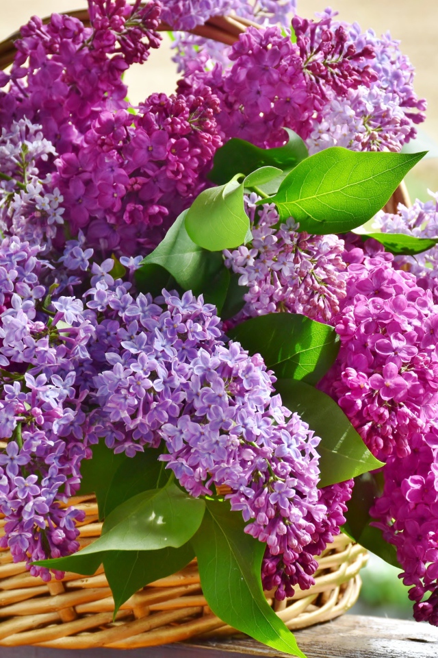 Букет красивой сирени в корзине