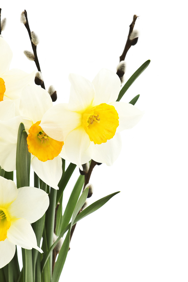 Букет нарциссов и вербы на белом фоне