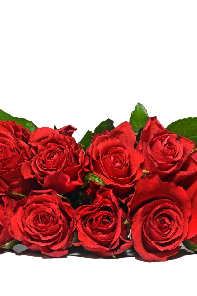 Букет красных роз с зелеными листьями на белом фоне 