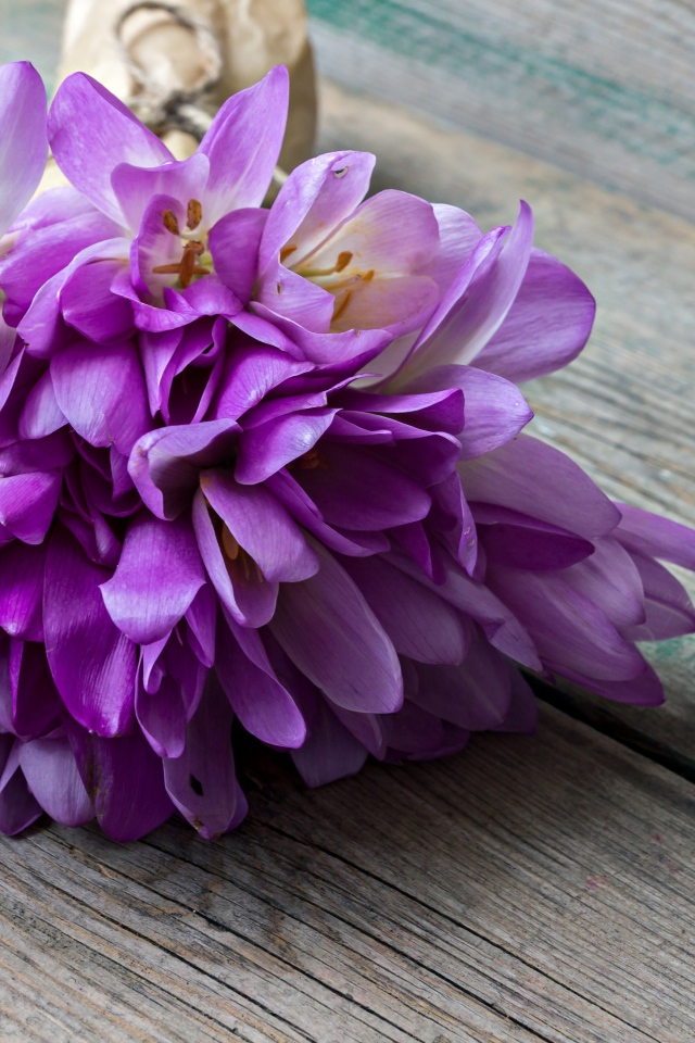 Букет весенних цветов фиолетовых крокусов лежит на деревянном столе