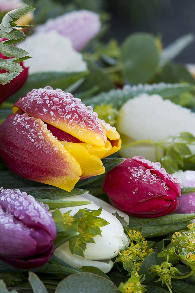 Букет нежных тюльпанов покрыт инеем