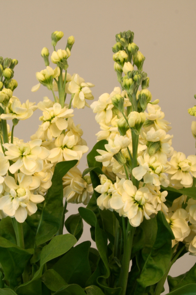 Букет белых цветов левкой 