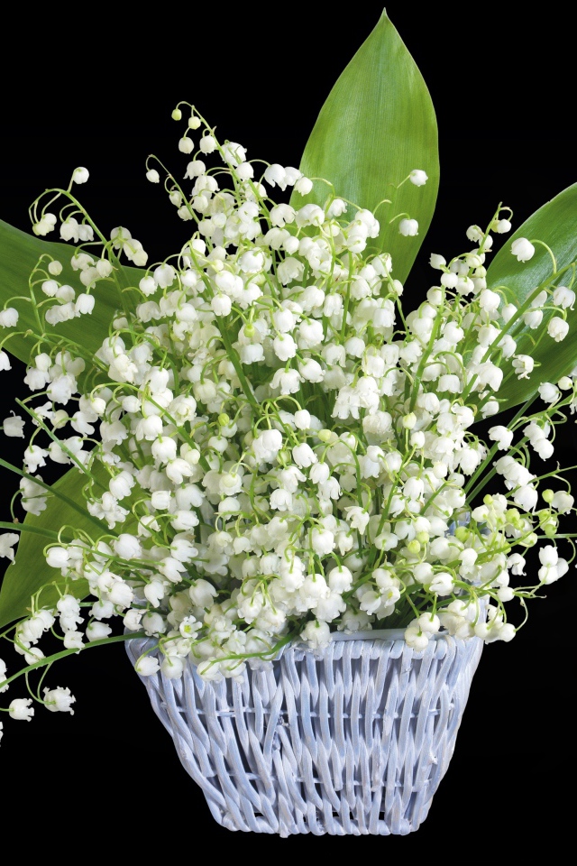 Букет белых ландышей в корзине на черном фоне