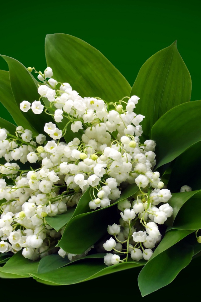 Букет белых ландышей на зеленом фоне