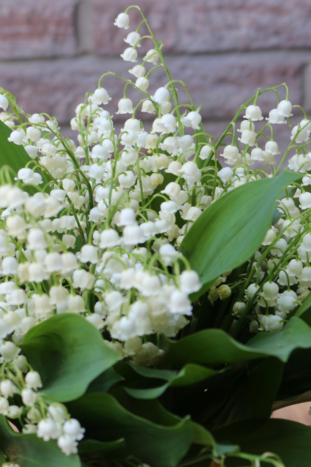 Букет белых ландышей с зелеными листьями