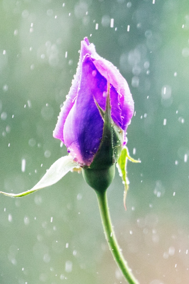 Бутон красивой розы под дождем