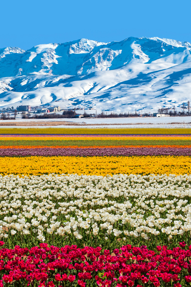 Поле разноцветных тюльпанов на фоне заснеженных гор 