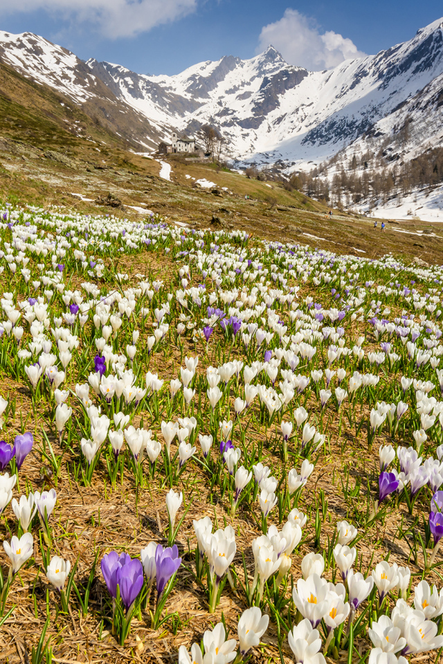 Поле разноцветный крокусов на фоне заснеженных гор