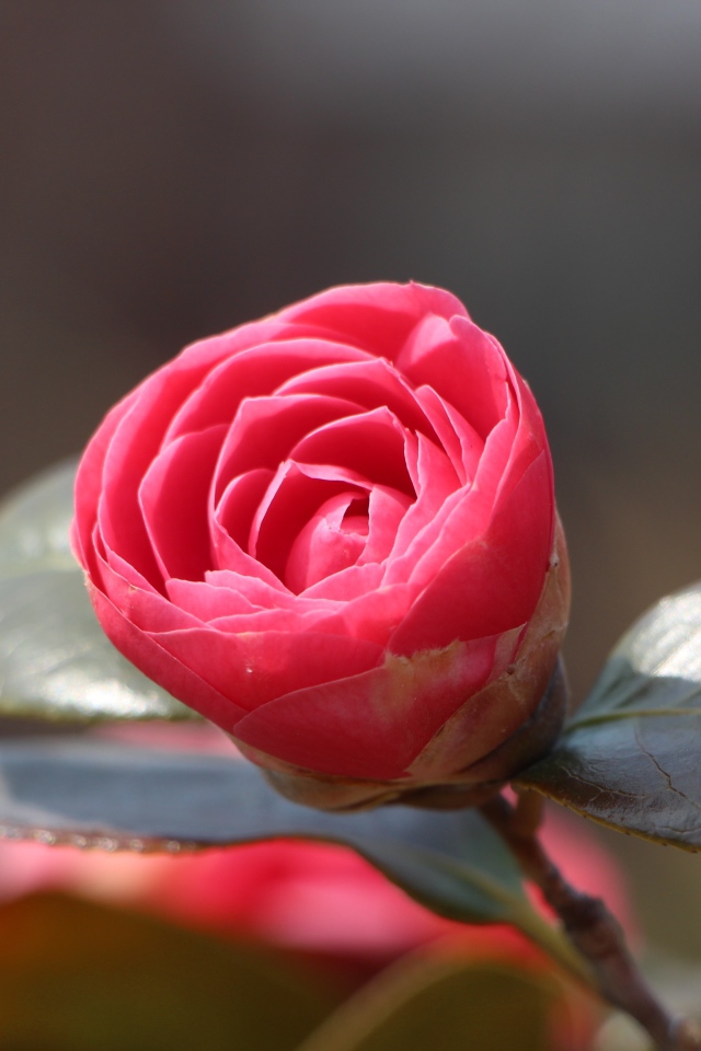 Нераспустившийся цветок розовой камелии