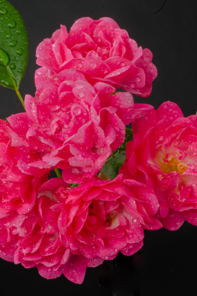 Много розовых роз в каплях воды на сером фоне