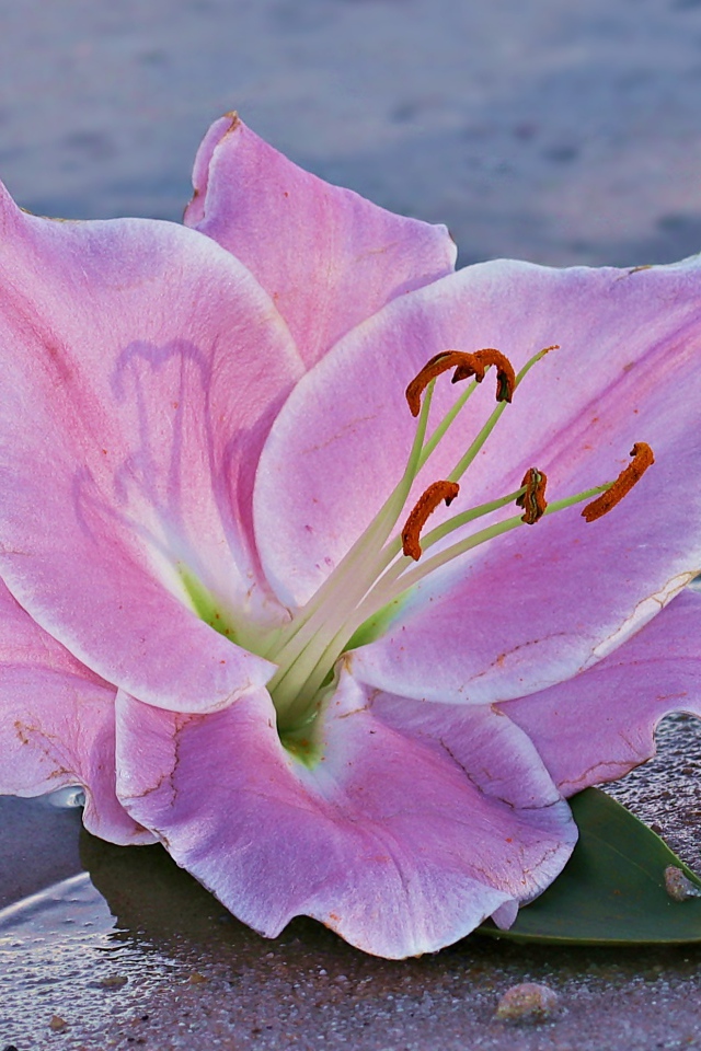 Розовая лилия на песке