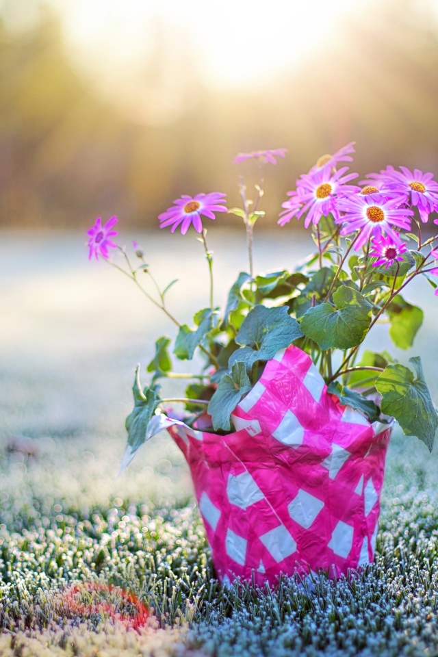 Горшок с розовыми цветами стоит на покрытой инеем траве на рассвете