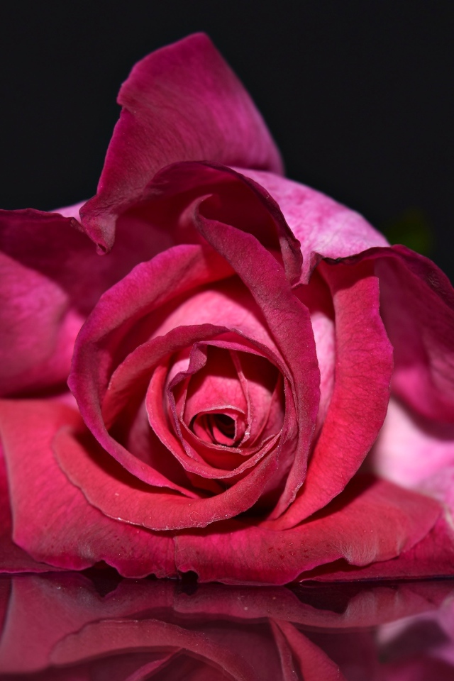 Красная роза лежит на зеркальной поверхности