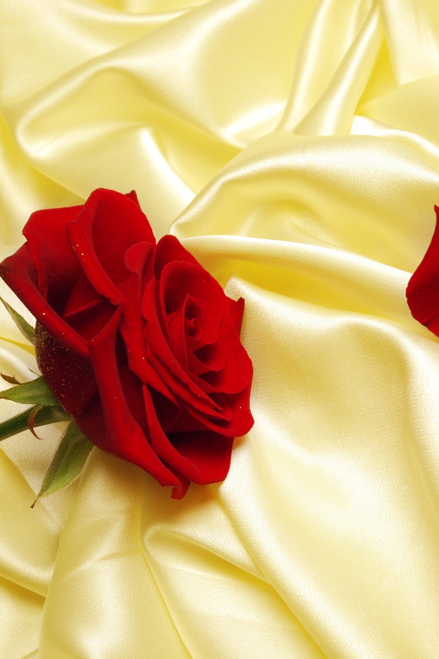 Нежная красная роза на шелковом желтом покрывале
