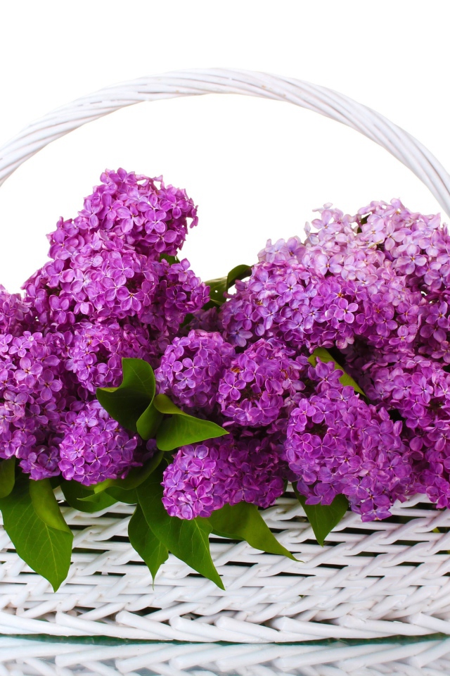 Корзина цветов сирени на белом фоне