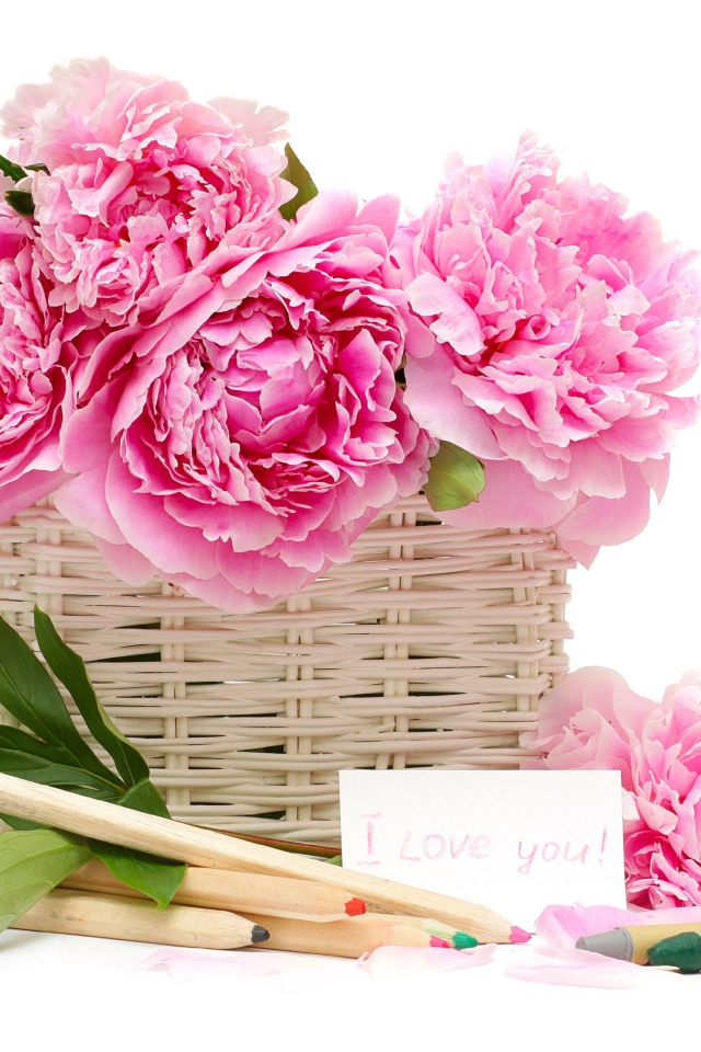 Корзина розовых пионов с карандашами на белом фоне