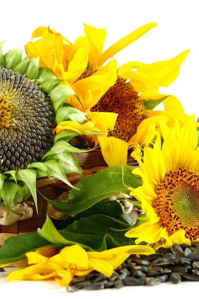 Корзина с подсолнухами на белом фоне с семечками 