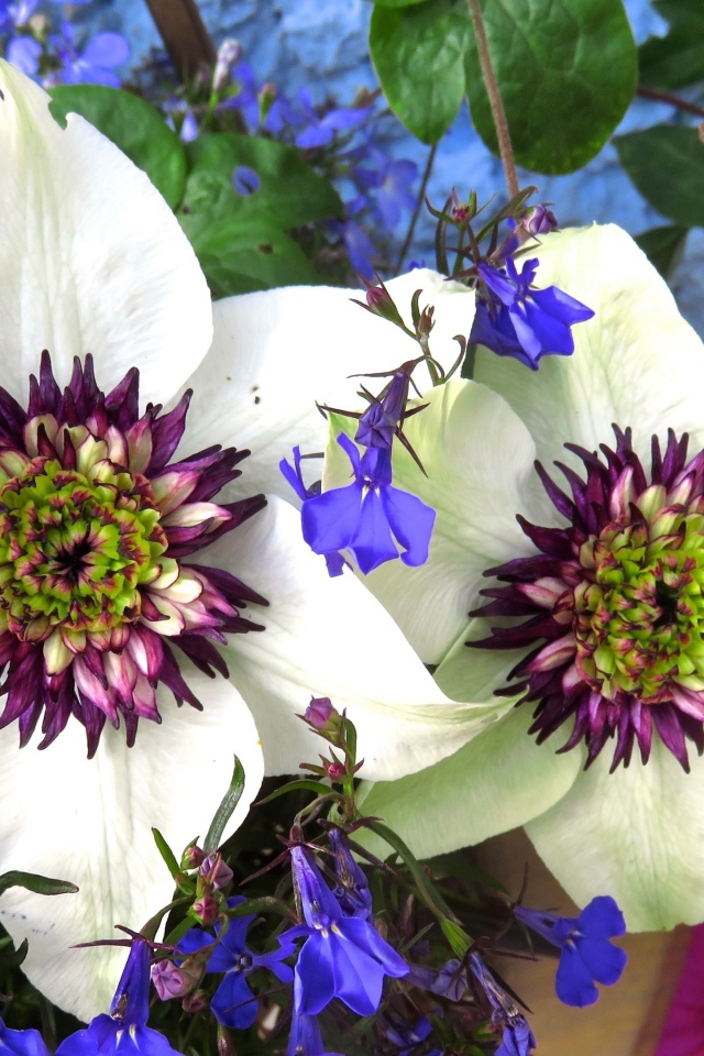 Красивые цветы клематисы с голубыми полевыми цветами