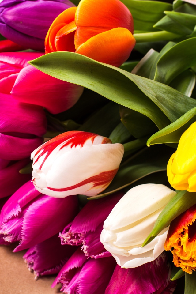 Красивый букет разноцветных тюльпанов крупных планом