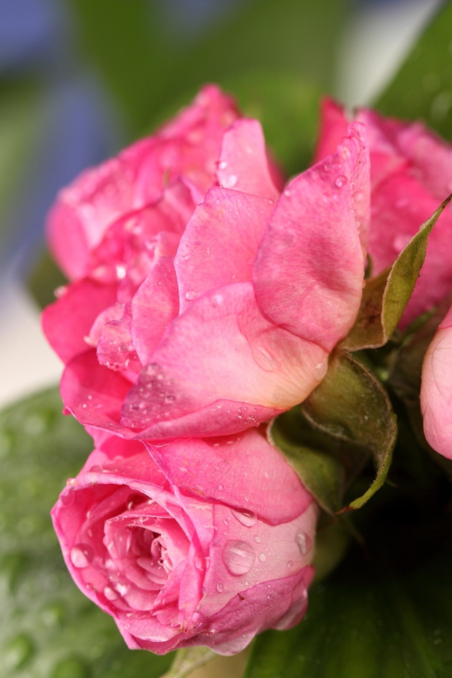 Красивый букет розовых роз в каплях воды крупным планом