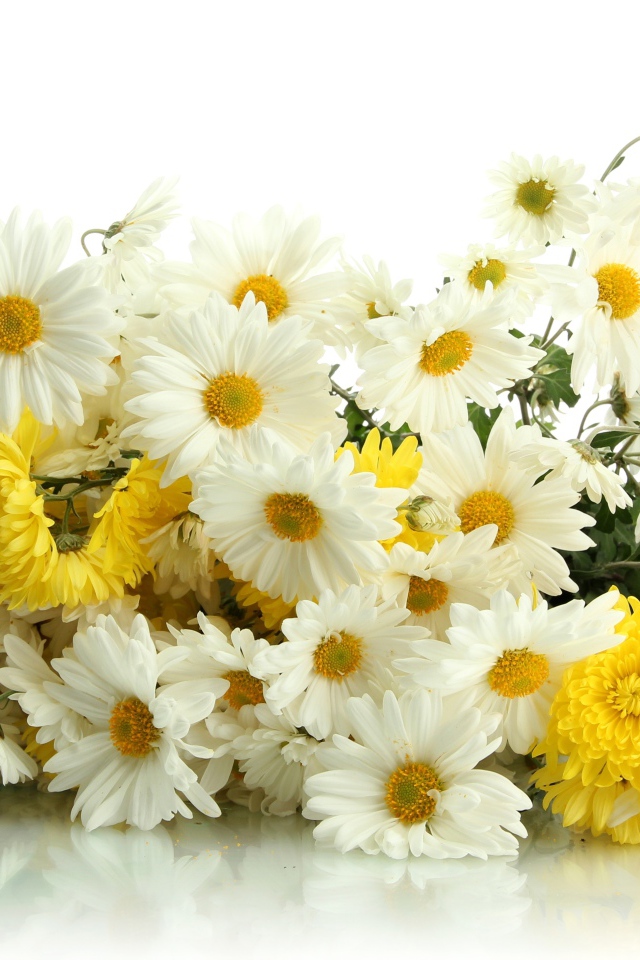 Красивый букет желтых и белых хризантем на белом фоне