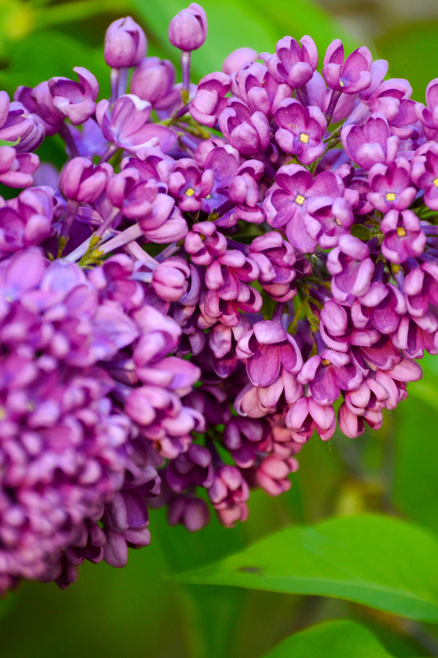 Красивая ветка весенней сирени