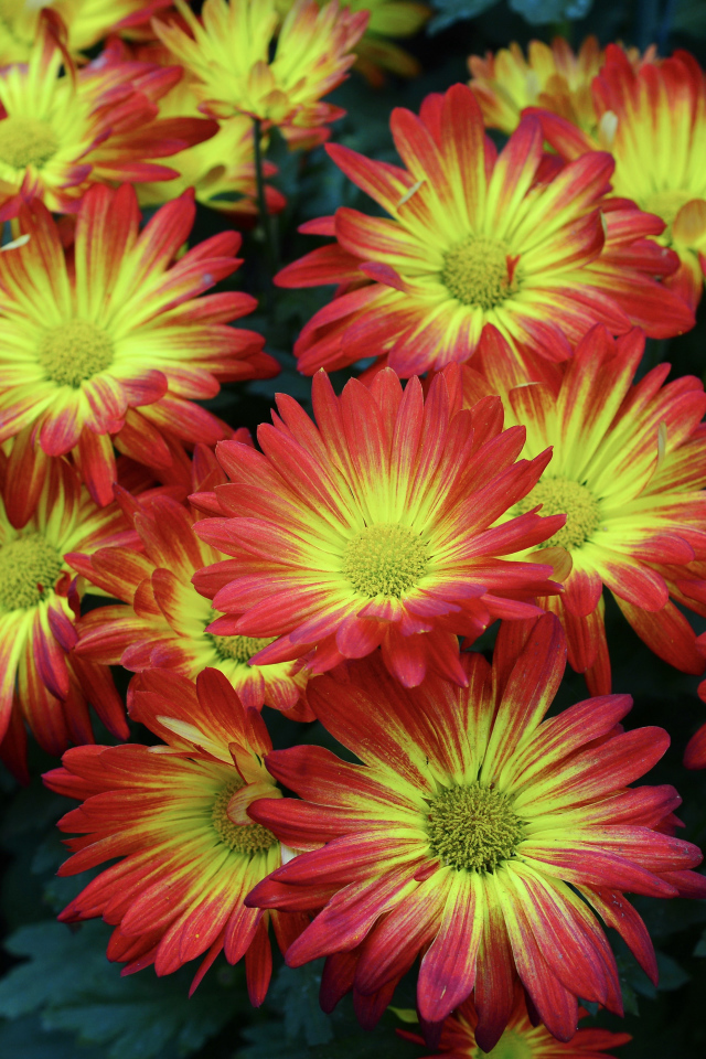 Красивые яркие осенние цветы хризантемы