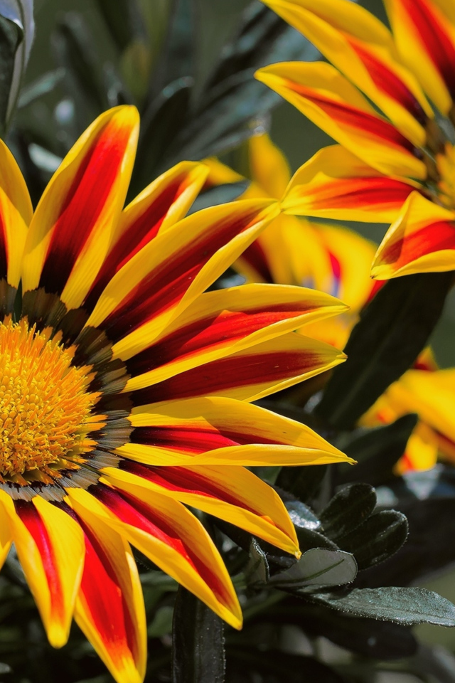 Красивые яркие цветы газания