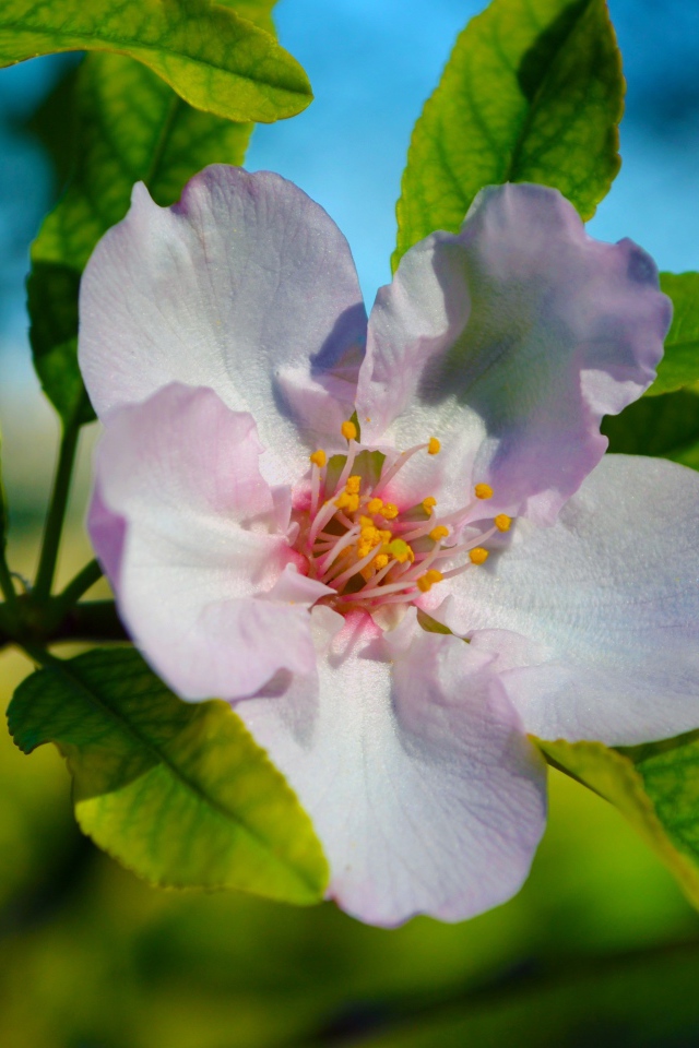 Красивый нежный цветок яблони с зелеными листьями