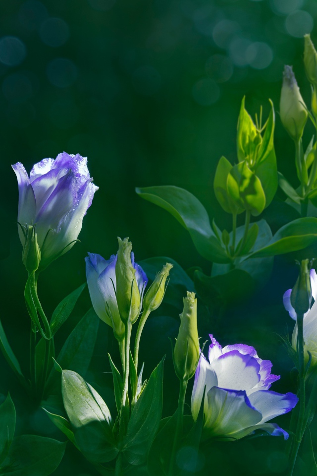 Красивые нежные цветы эустома