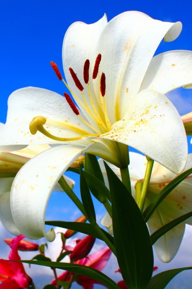 Красивые нежные белые лилии на голубом фоне 