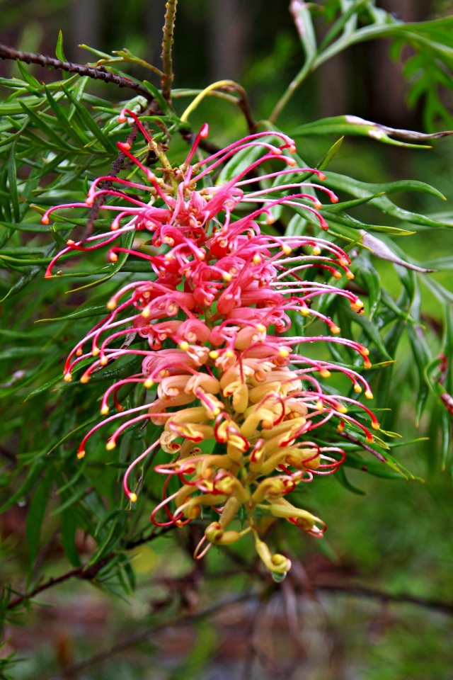 Красивый экзотический цветок Гревиллея