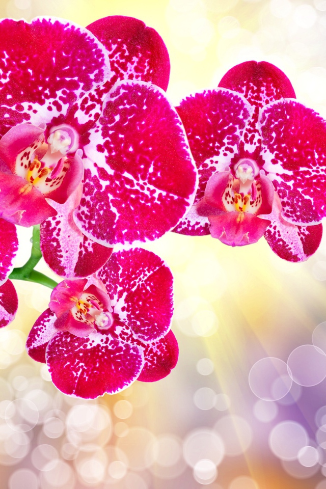 Красивые экзотические розовые цветы орхидеи с бутонами