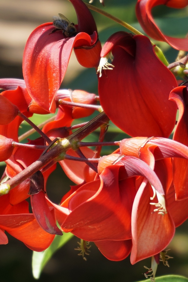 Красивый экзотический красный цветок