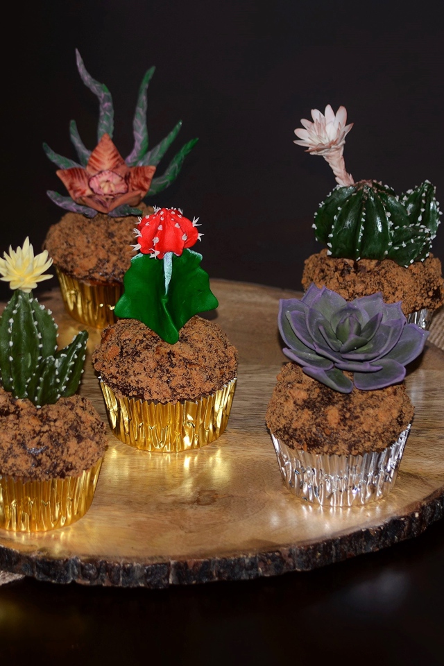 Красивые цветущие комнатные кактусы