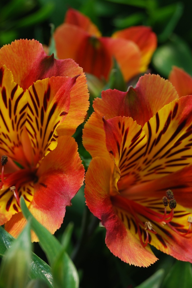 Красивые цветы альстрёмерия тигрового окраса