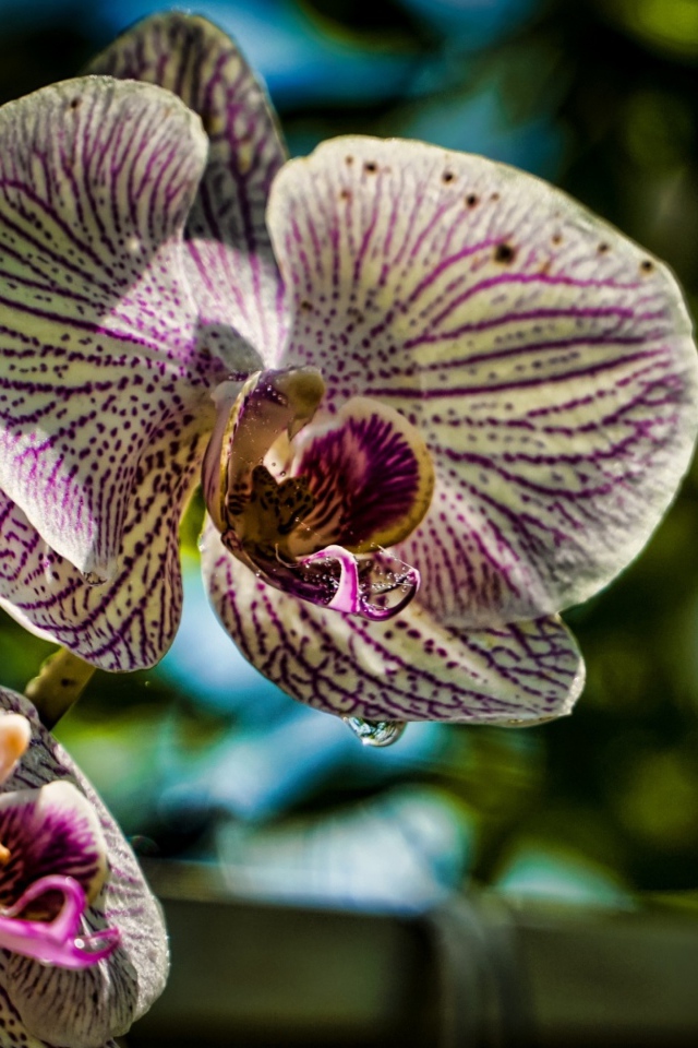 Красивые цветы экзотической орхидеи 