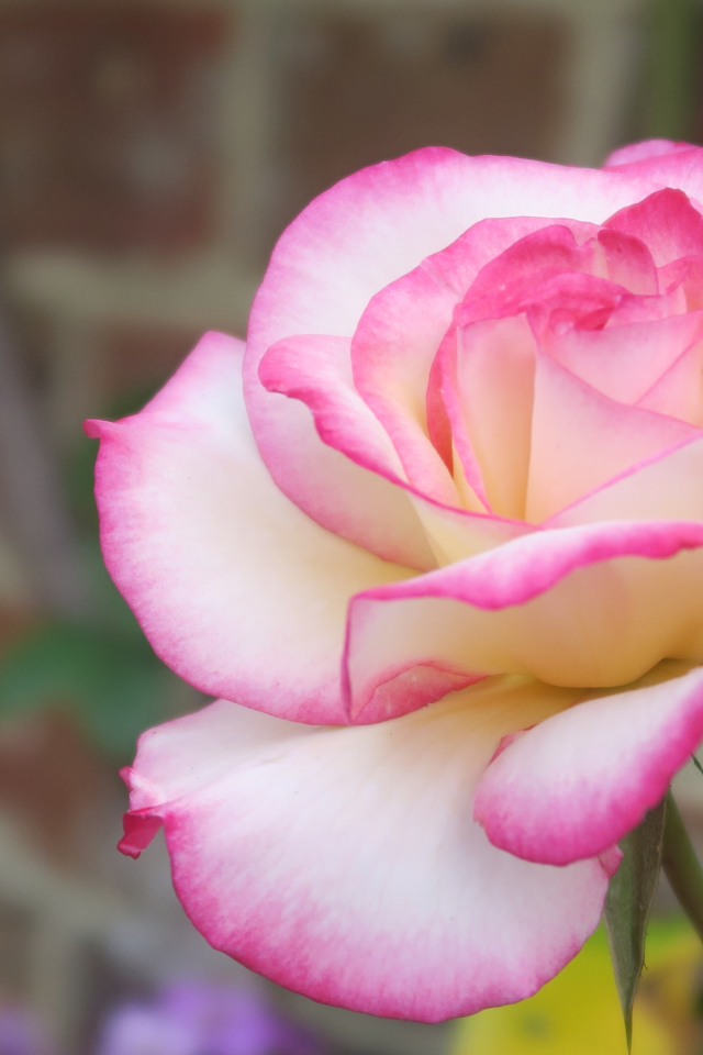 Красивая ароматная розовая роза крупным планом