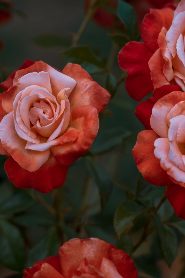 Красивые садовые розы крупным планом