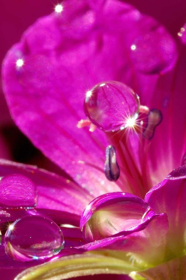 Красивый нежный сиреневый цветок в каплях воды