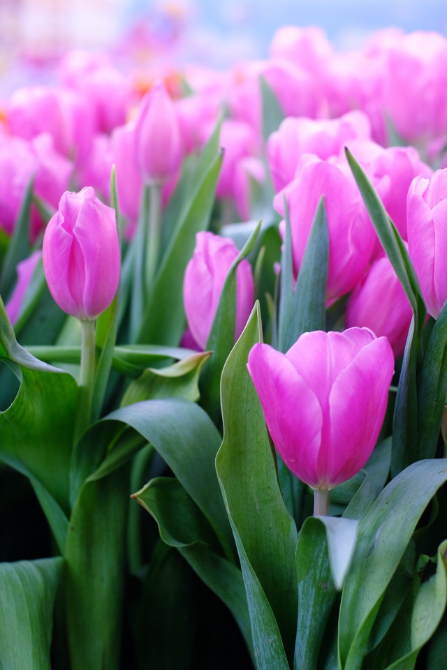 Красивые нежные сиреневые тюльпаны 