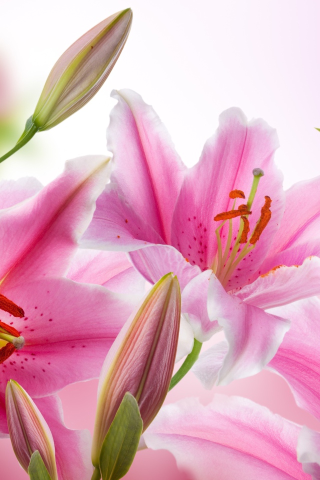 Красивые нежные розовые лилии 