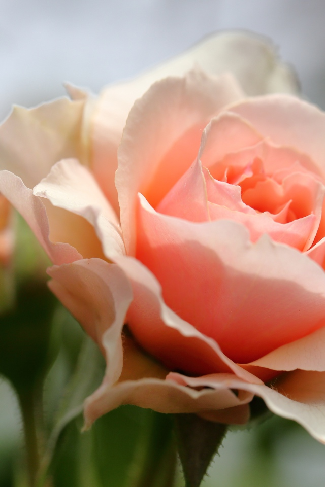 Красивая нежная розовая роза крупным планом