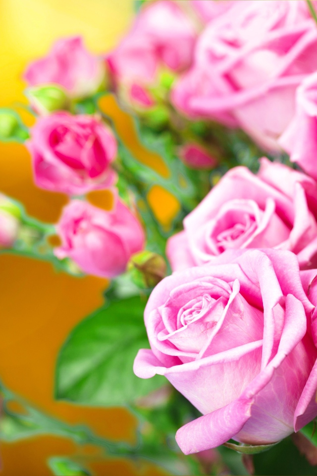 Красивые нежные розовые розы крупным планом 