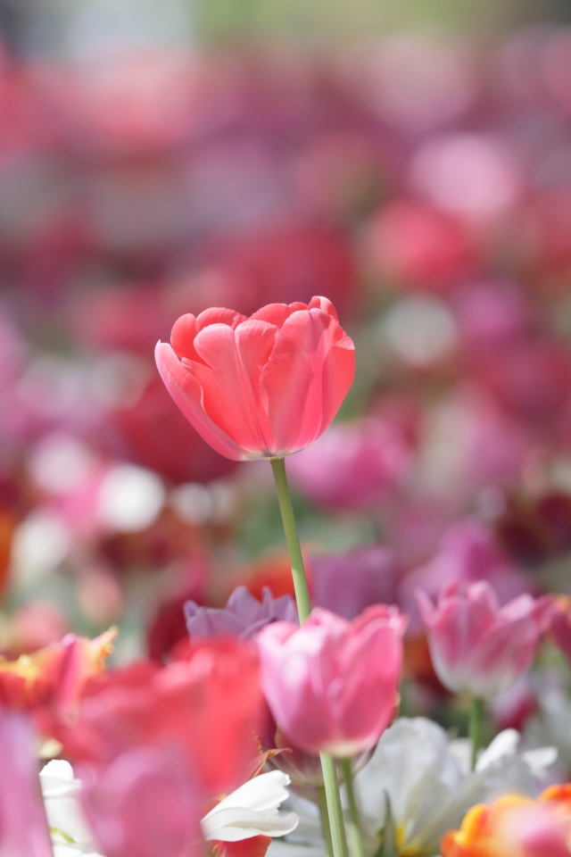 Красивые нежные розовые тюльпаны в лучах солнца