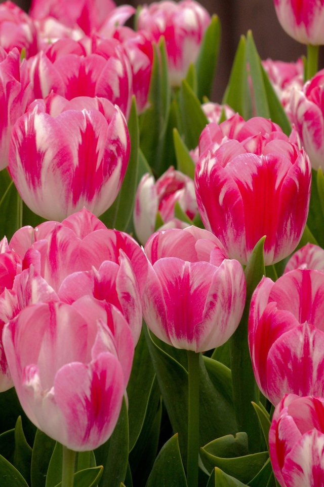 Красивые нежные розовые весенние цветы тюльпаны