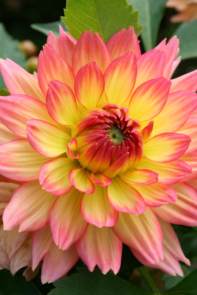 Красивый нежно розовый с желтым цветок георгина