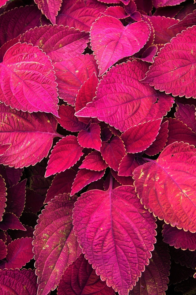 Красивое комнатное растение с красными листьями